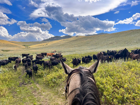 View from horseback of a herd of cattle grazing in a green valley under a blue sky with fluffy clouds. Hills and trees in the background.
