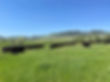 Cattle grazing at Big Horn Mountain Farms pasture.
