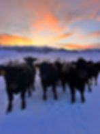 Cows stand on snow with orange tags in a snowy field at sunrise. Bighorn Mountains and an orange-pink sky create a serene backdrop.