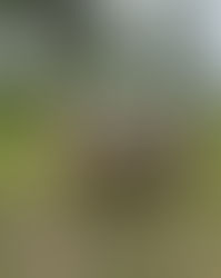 A pig stands on grassy land with trees and hills in the background. Overcast sky; the pig appears relaxed, with muddy ground around.