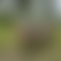 Spotted pig on grassy field under cloudy sky, surrounded by trees. Green hills in the background. Calm, natural setting.