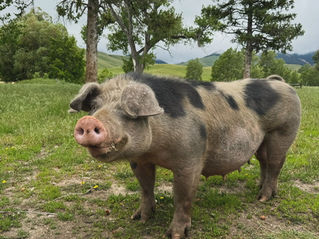 Spotted pig on grassy field under cloudy sky, surrounded by trees. Green hills in the background. Calm, natural setting.