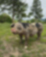 A pig stands on grassy land with trees and hills in the background. Overcast sky; the pig appears relaxed, with muddy ground around.