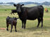 Cow and calf standing on a grassy field with mountains in the background. Both wear white tags, and other cows graze nearby.
