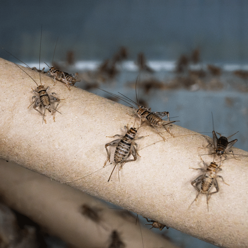 Crickets