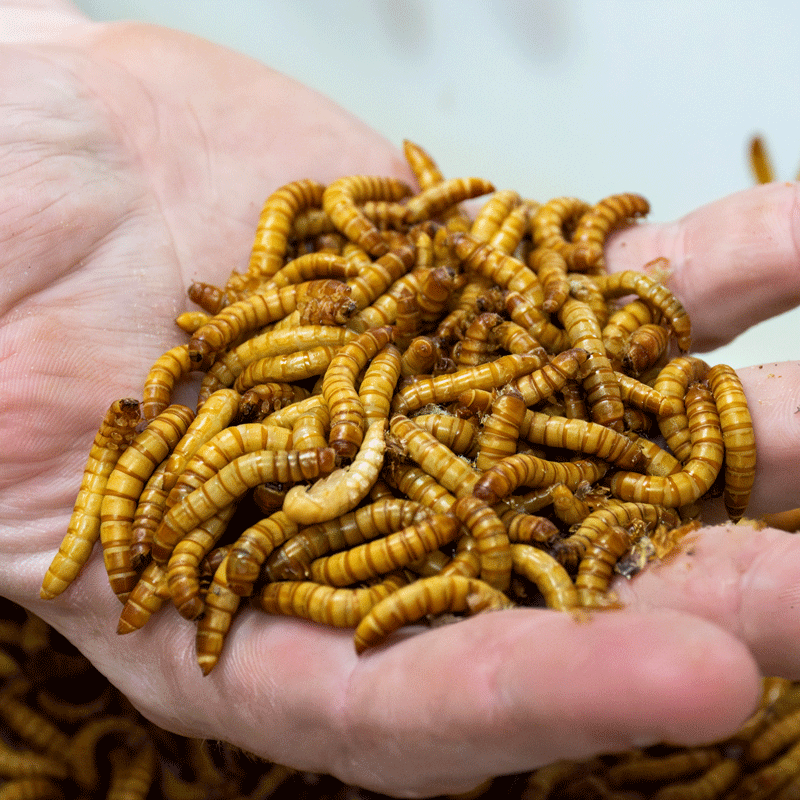 Worms