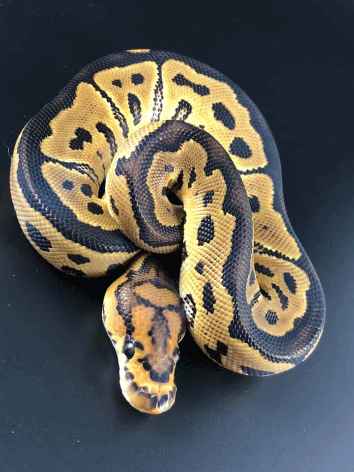 snake12-web