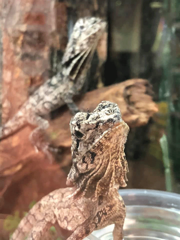 beardie3-web