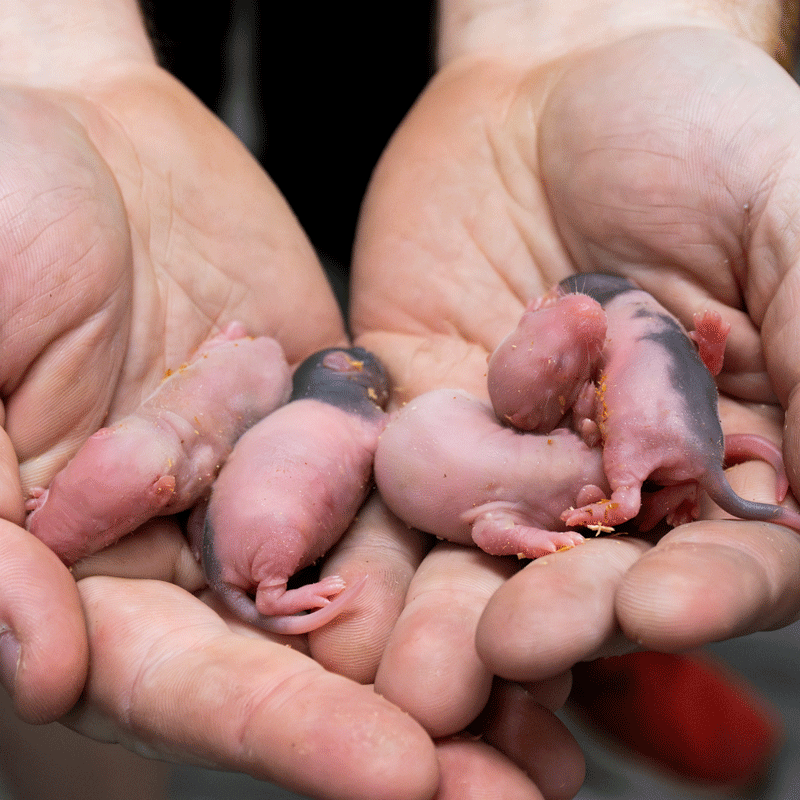 Mice & Rats