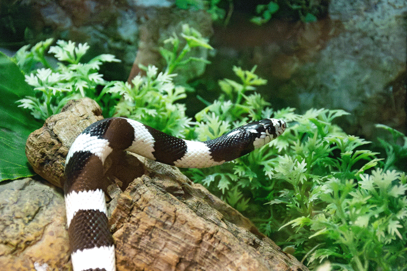 snake4-web