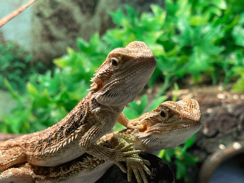 beardie2-web.gif
