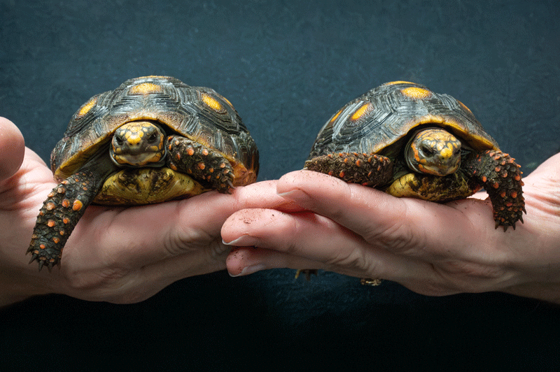 turtle-web.gif