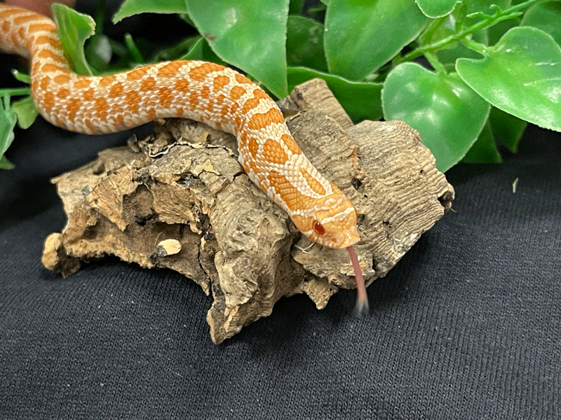 snake5-web.gif
