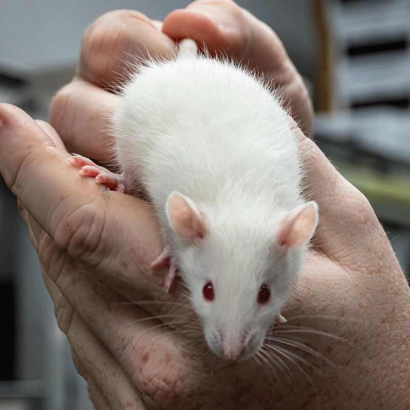 Mice & Rats
