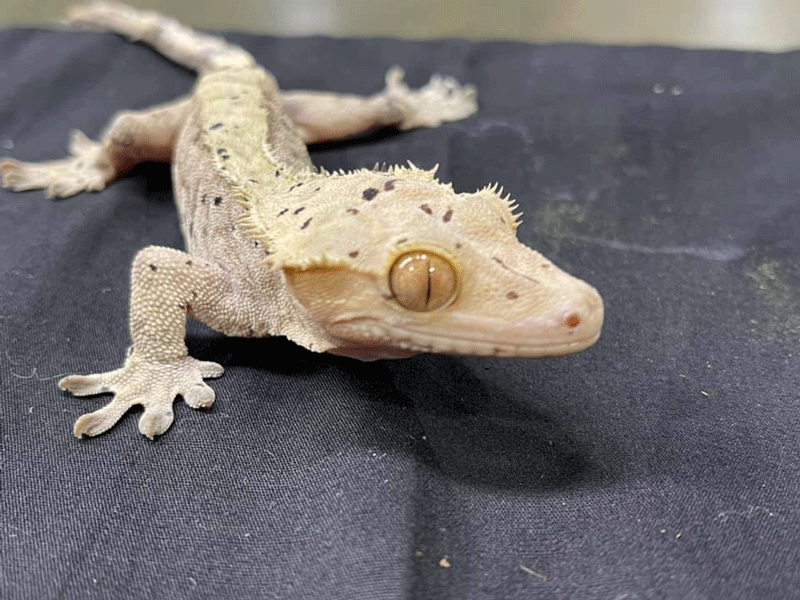 gecko3-web