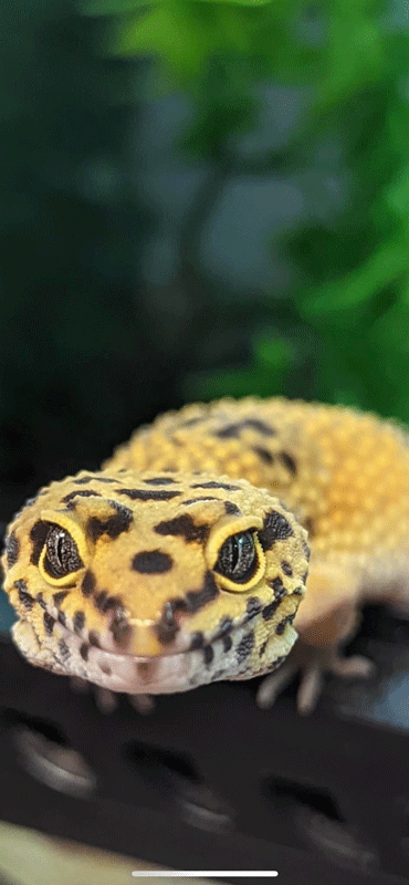 gecko2-web