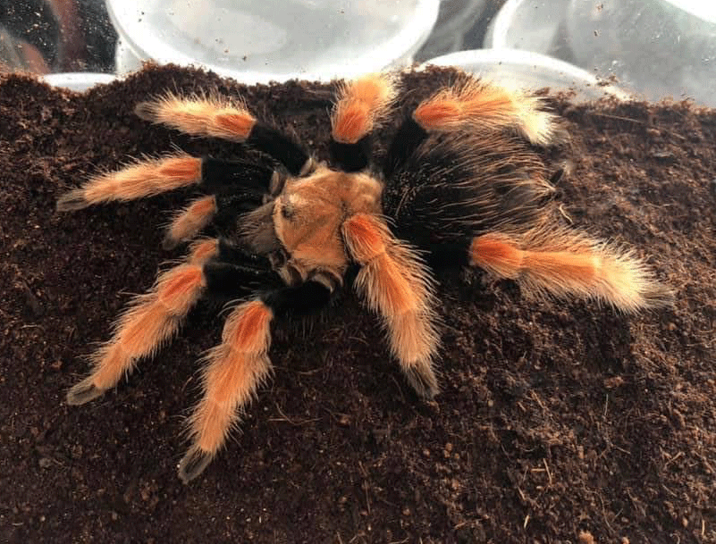 tarantula-web