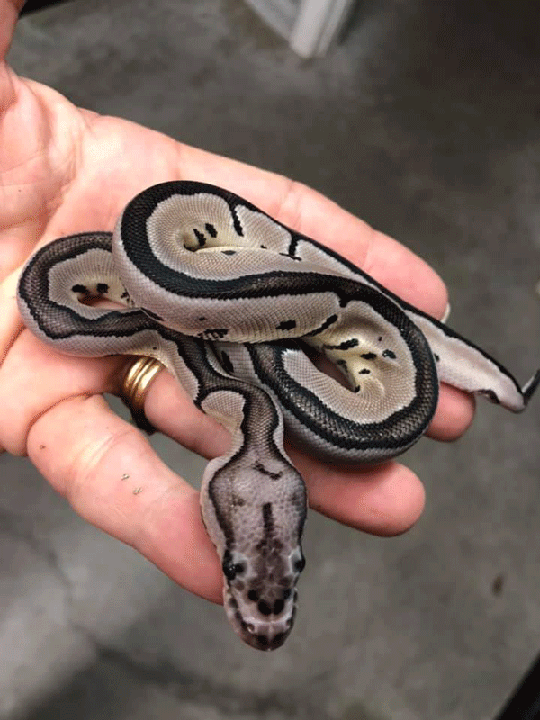 snake10-web