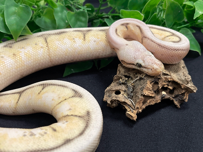 snake6-web.gif