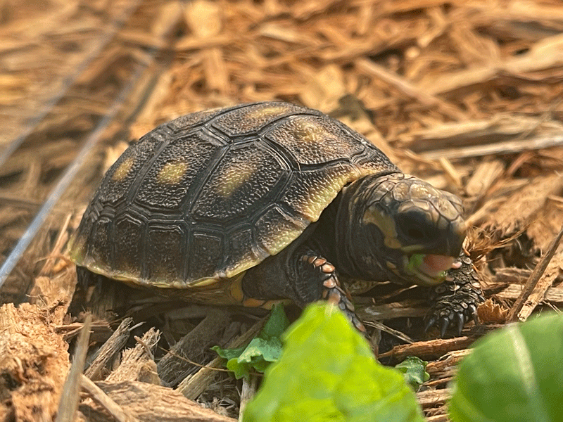 turtle2-web