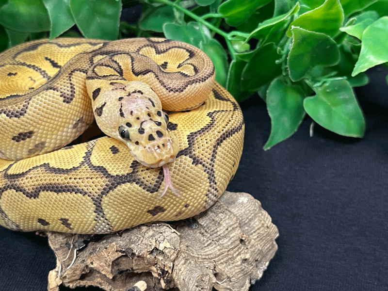 snake7-web