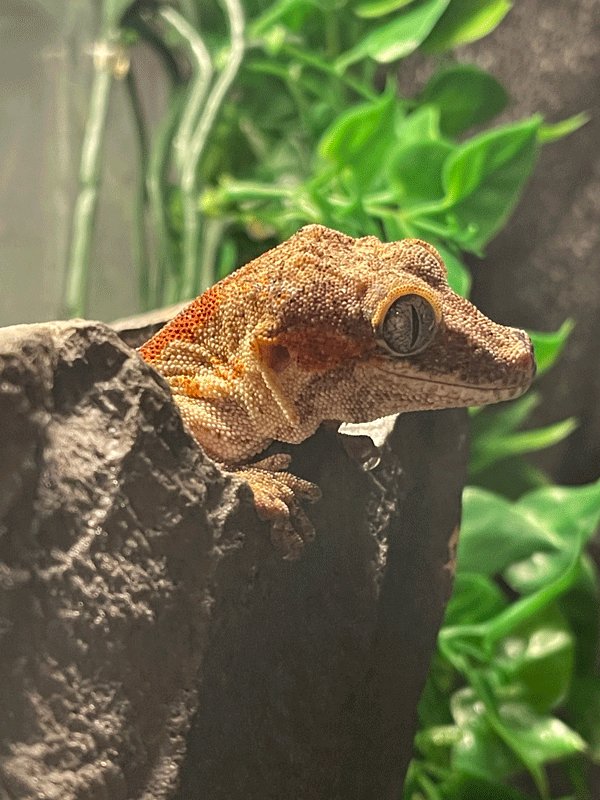 gecko1-web.gif