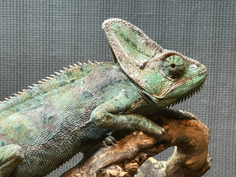 chameleon-web.gif