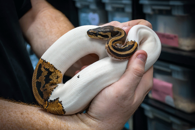 snake2-web