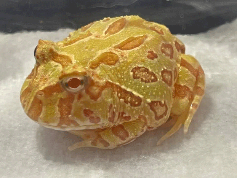 frog-web.gif