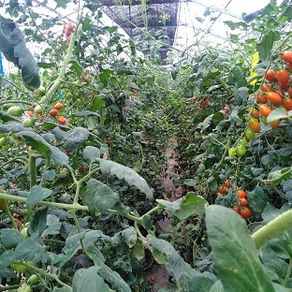 トマトの誘引