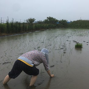 田植えの続き