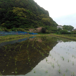 田植え後の様子１