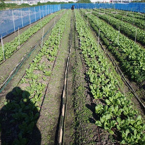 カレンデュラ研修１１回目でギックリ！！