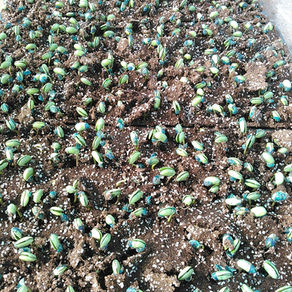 枝豆の芽が出た