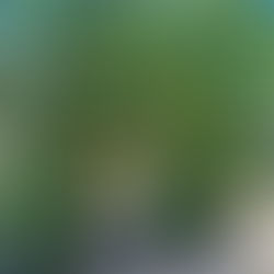 ミニトマトが元気に育ってきました