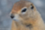Wildlife