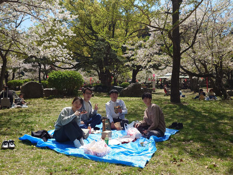 和歌山城公園でお花見をしました。