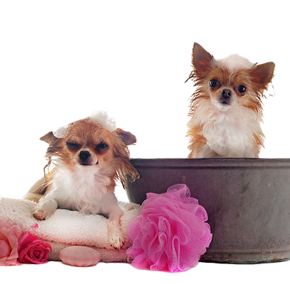 Chihuahua Bath_edited.png