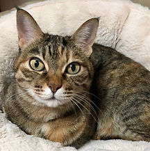 LINE_ALBUM_猫ちゃん_240222_13_edited.jpg