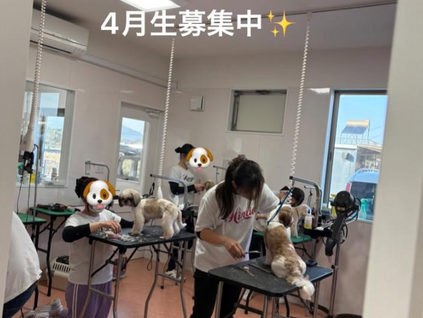 ひみこトリミングスクール4月生募集中