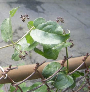 Swallowwart3.350.jpg