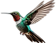 Hummingbird_edited.png