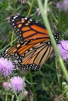 Monarch Butterfly_edited.jpg