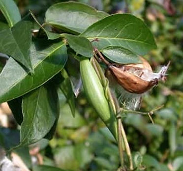 SEED POD.jpg