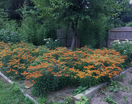 Landenberg Monarch Garden, 2018 A.jpg