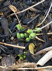 Emerging milkweed, April 25, 2021, yellow .jpg