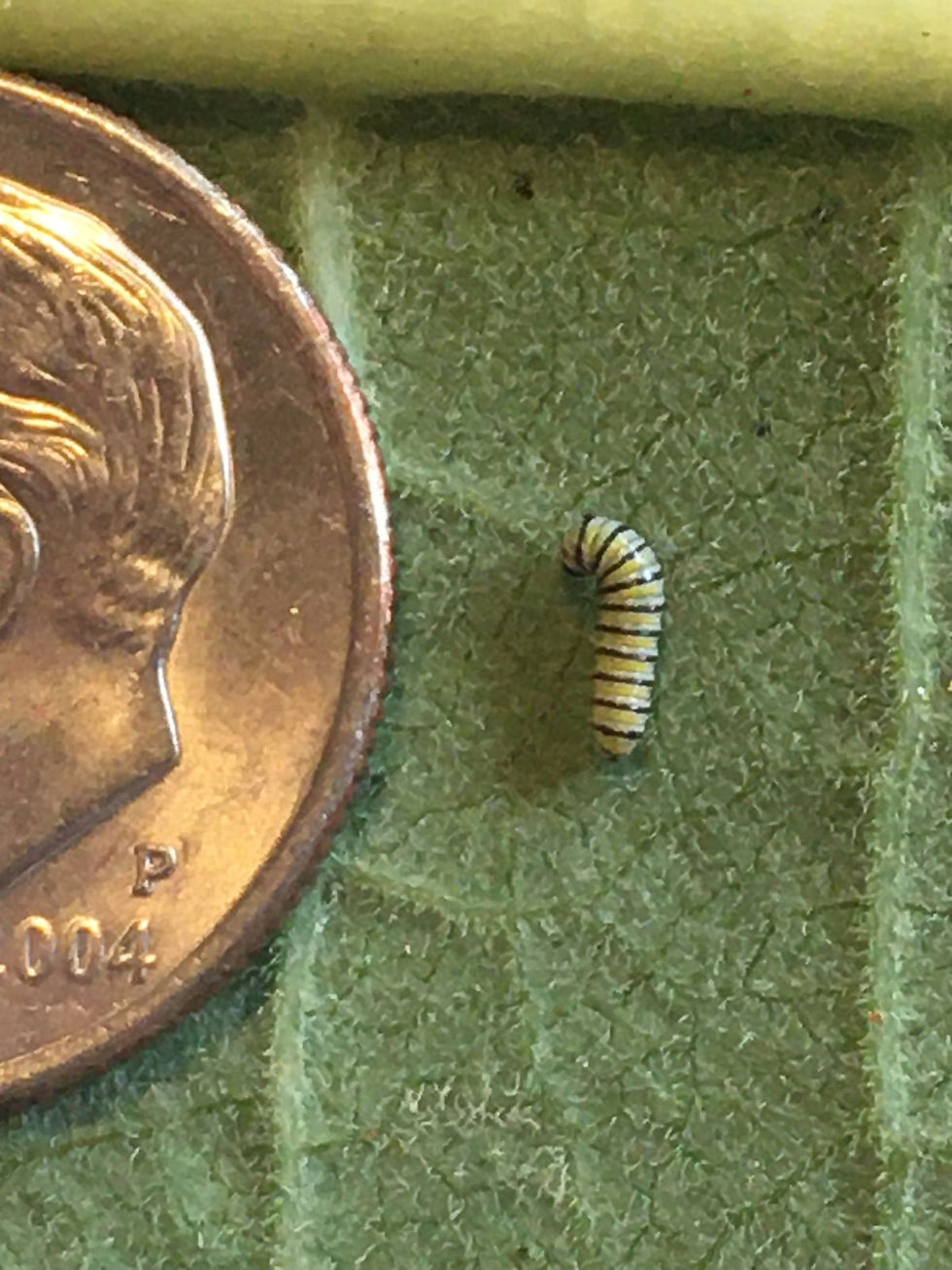 1 day old monarch caterpillar E
