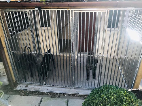 Dogs in fenced enclosure