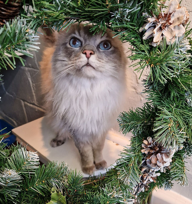 A gorgeous fluffy blue-eyed cat peeks up through a pine Christmas wreath