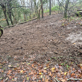 Cleared woodland ground area